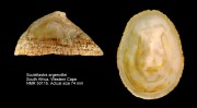 Scutellastra argenvillei